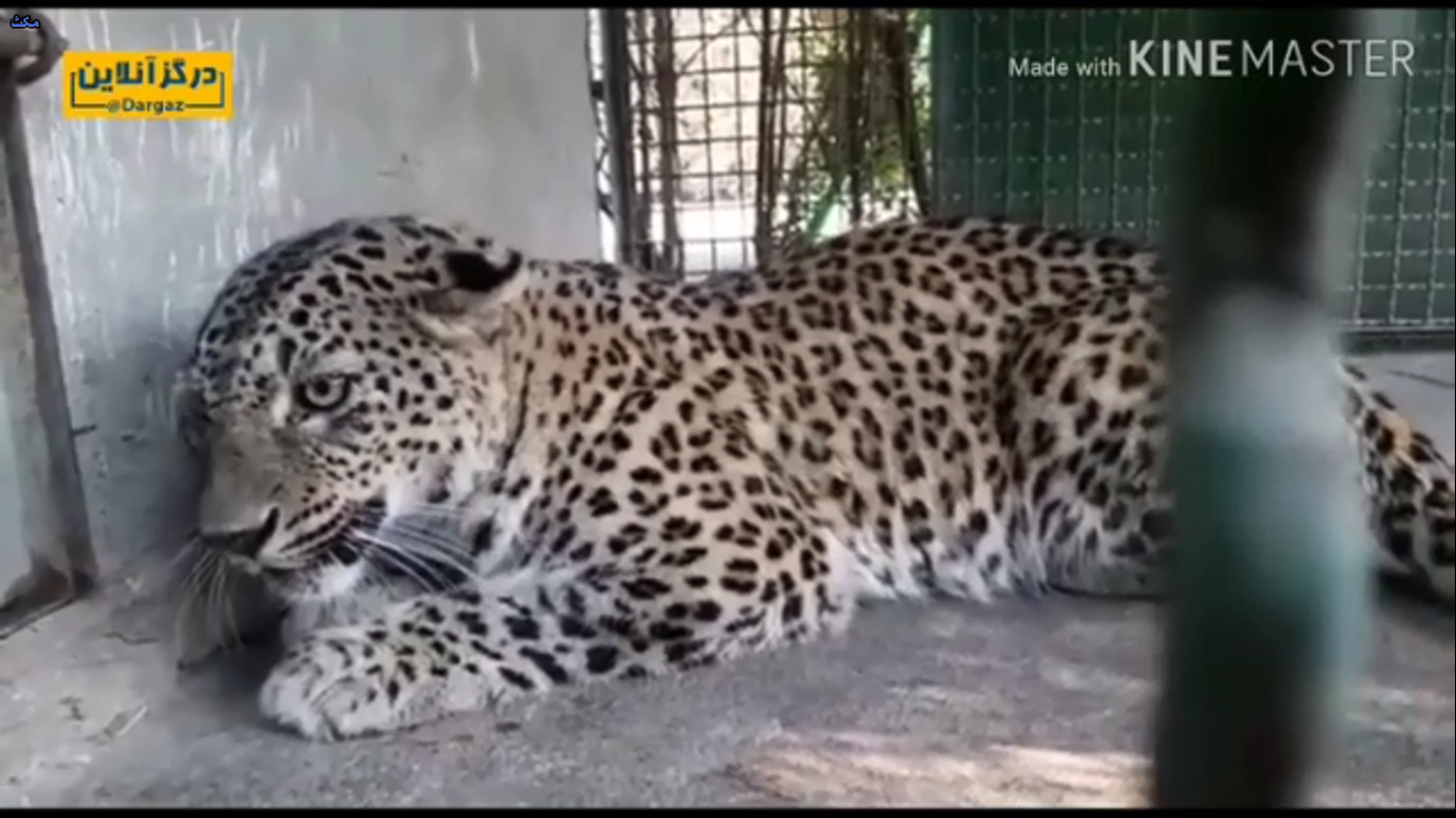 Ø§Ø² Ø³Ø±Ù†ÙˆØ´Øª Ù¾Ù„Ù†Ú¯ Ù…Ø§Ø¯Ù‡ Ù¾Ø§Ø±Ú© ØªÙ†Ø¯ÙˆØ±Ù‡ Ø¯Ø±Ú¯Ø² Ú†Ù‡ Ø®Ø¨Ø± ØŸ