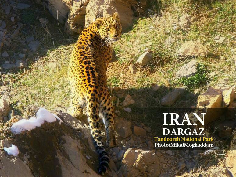 Ø¹Ú©Ø³ Ø²ÛŒØ¨Ø§ Ø§Ø² Ø¨Ø±Ù†Ø§ Ù¾Ø³ Ø§Ø² Ø§ÙØªØ§Ø¯Ù† Ú¯Ø±Ø¯Ù†Ø¨Ù†Ø¯ Ø±Ø¯ÛŒØ§Ø¨ Ù…Ø§Ù‡ÙˆØ§Ø±Ù‡ Ø§ÛŒ