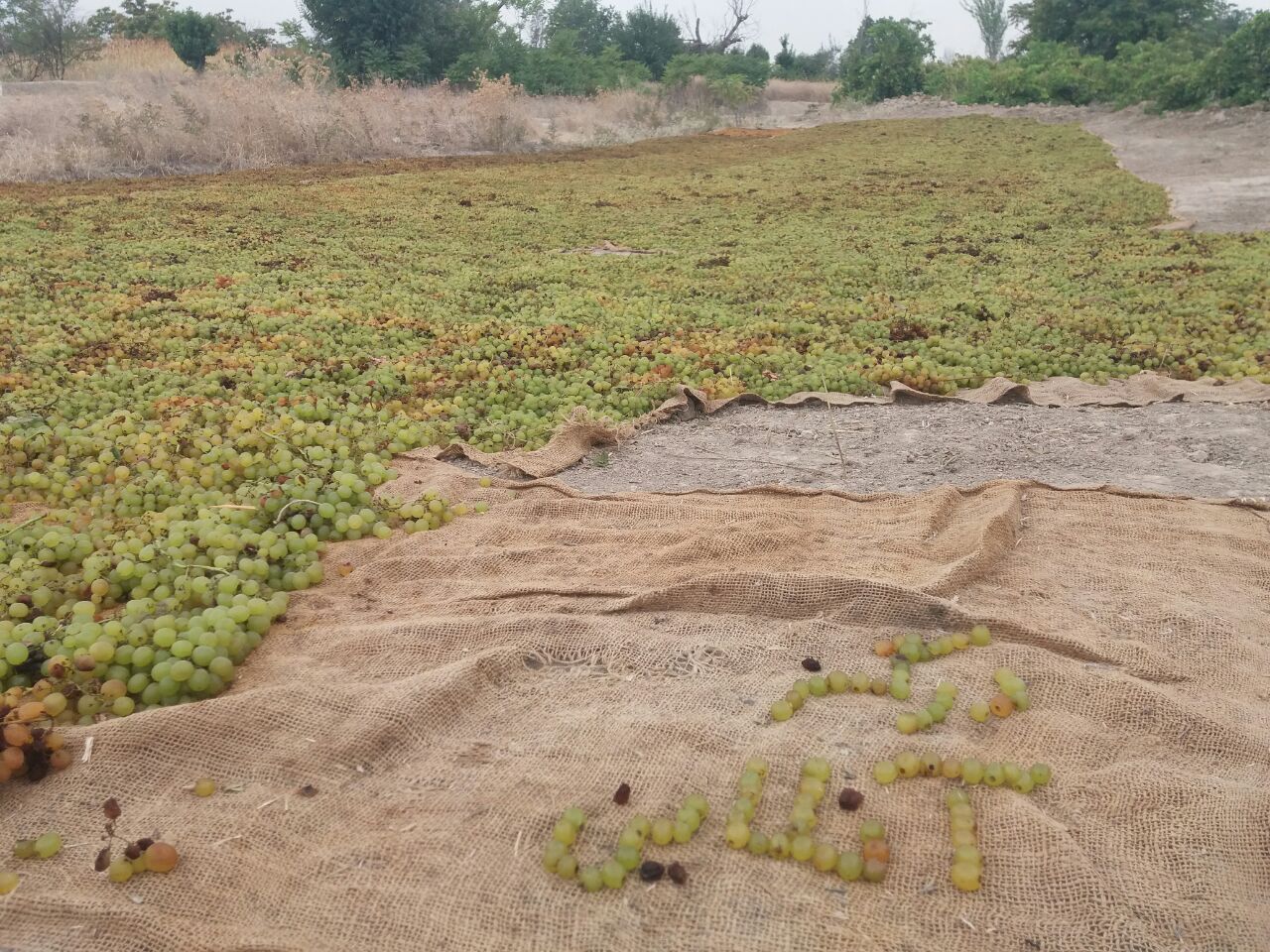 Ø®Ø´Ú© Ú©Ø±Ø¯Ù† Ø§Ù†Ú¯ÙˆØ±ØŒØ¨Ø§ØºØ§Øª Ù†ÙˆØ®Ù†Ø¯Ø§Ù†