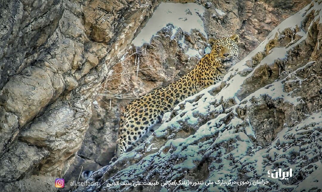 Ù¾Ø§Ø±Ú© Ù…Ù„ÛŒ ØªÙ†Ø¯ÙˆØ±Ù‡(Ù¾Ù„Ù†Ú¯)