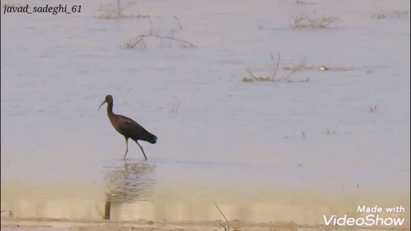 Ø§ÙˆÙ„ÛŒÙ† Ù…Ø³ØªÙ†Ø¯ Ø³Ø§Ø²ÛŒ Ø§Ø² Ú¯ÙˆÙ†Ù‡ Ú©Ù…ÛŒØ§Ø¨ Ø§Ú©Ø±Ø§Ø³ Ø³ÛŒØ§Ù‡ Ø¯Ø± Ø¯Ø±Ú¯Ø²