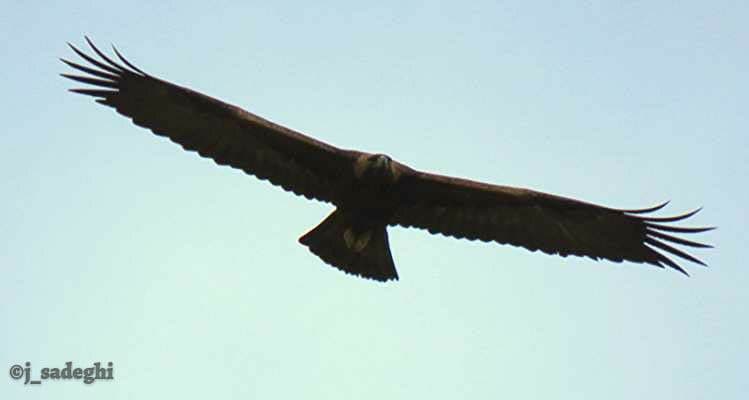 Ù¾Ø§Ø±Ú© Ù…Ù„ÛŒ ØªÙ†Ø¯ÙˆØ±Ù‡ Ø¹Ù‚Ø§Ø¨ Ø·Ù„Ø§ÛŒÛŒ