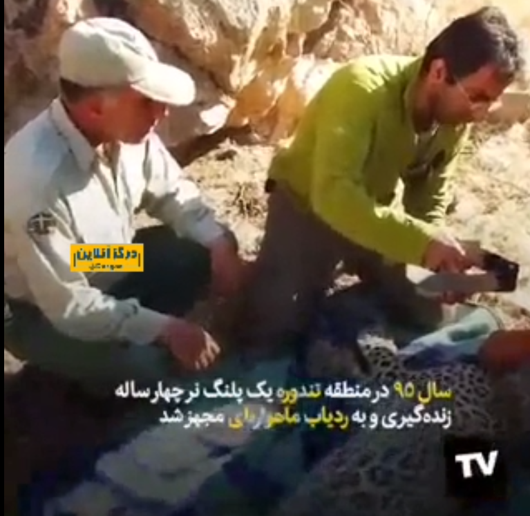 Ø¹Ø¬ÛŒØ¨â€ŒØªØ±ÛŒÙ† Ù¾Ù„Ù†Ú¯ Ø¬Ù‡Ø§Ù†ØŒ Ù‚Ø±Ø¨Ø§Ù†ÛŒ Ø¢Ù„ÙˆØ¯Ú¯ÛŒ Ù…Ø­ÛŒØ·â€ŒØ²ÛŒØ³Øª Ø´Ø¯