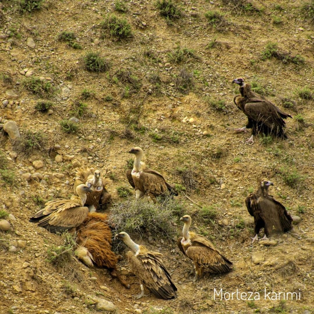 Ø¨Ø²Ù… Ø´Ø§Ù‡Ø§Ù†Ù‡ Ú©Ø±Ú©Ø³ Ù‡Ø§