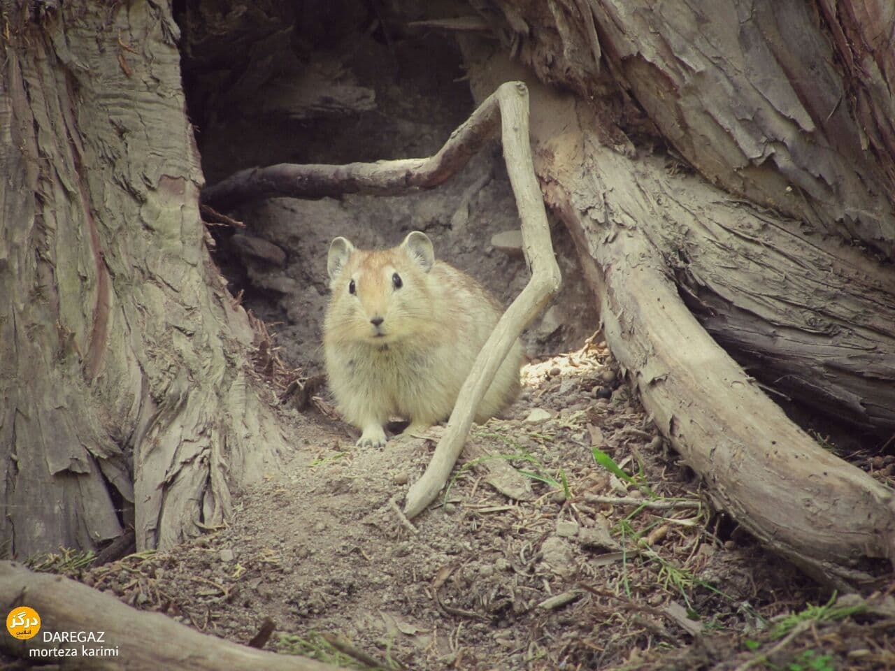 Ù‡Ø²Ø§Ø± Ù…Ø³Ø¬Ø¯/Ù…Ù†Ø·Ù‚Ù‡ Ù†ÙˆØ±Ø¹Ù„ÛŒ