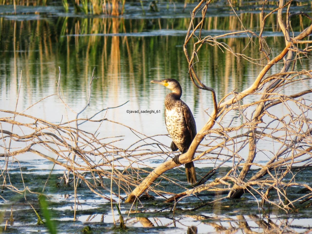 Ø«Ø¨Øª Ø§ÙˆÙ„ÛŒÙ† Ø¨Ø§Ú©Ù„Ø§Ù† Ø¯Ø± Ø¯Ø±Ú¯Ø²          