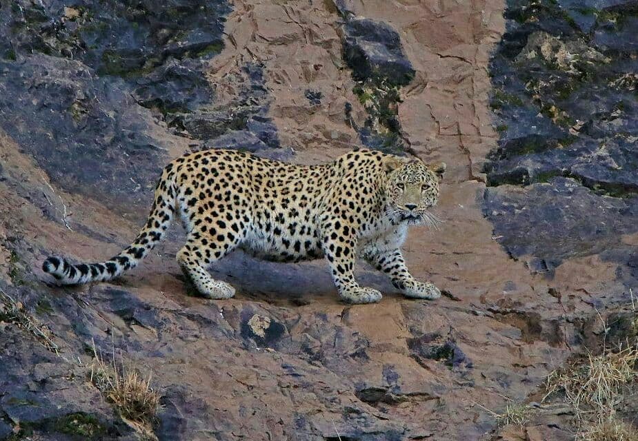 ØªØµÙˆÛŒØ± Ø«Ø¨Øª Ø´Ø¯Ù‡ Ø§Ø² Ø¨Ø±Ù†Ø§