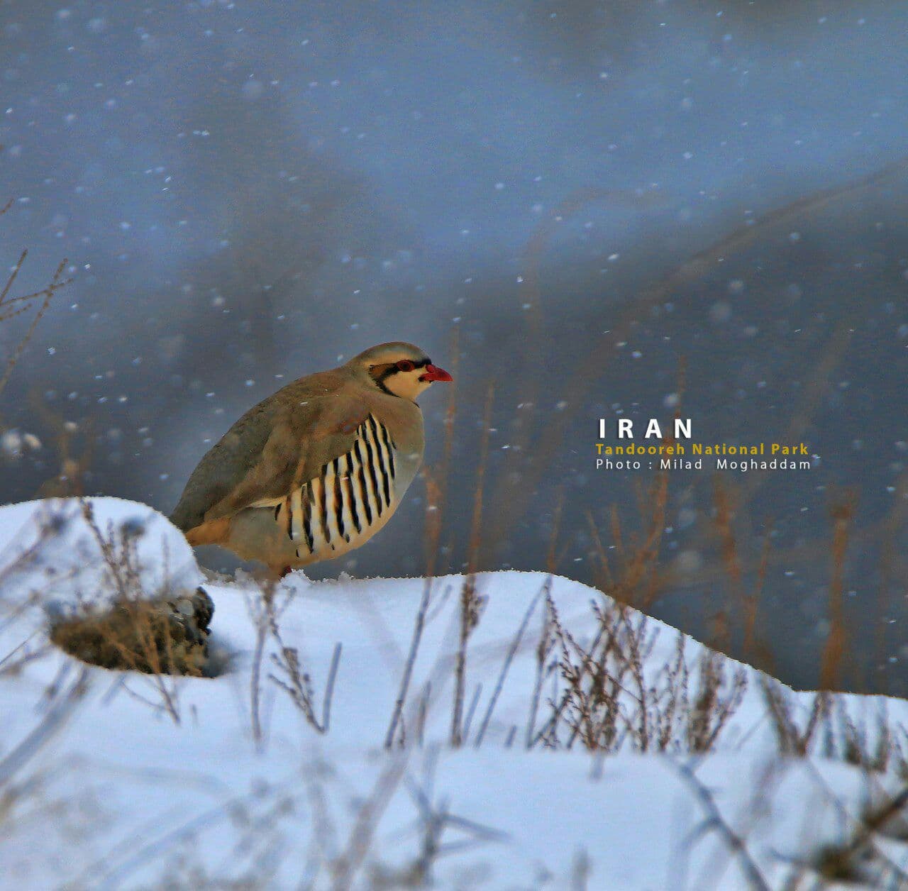 Ù¾Ø§Ø±Ú© Ù…Ù„ÛŒ ØªÙ†Ø¯ÙˆØ±Ù‡ 