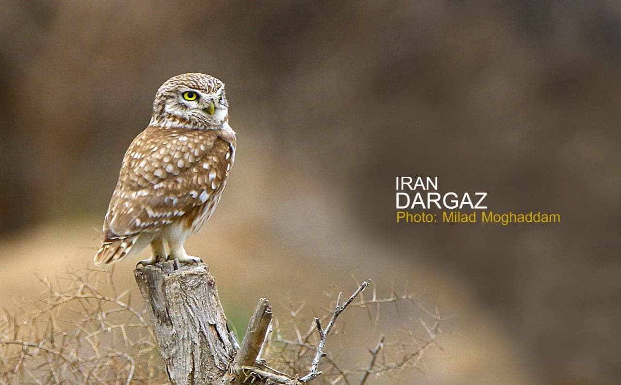 Ø¬ØºØ¯ Ø¨ÛŒØ§Ø¨Ø§Ù†ÛŒ (Ø³ÙˆØ±Ø§Ø® Ù†Ø´ÛŒÙ†)