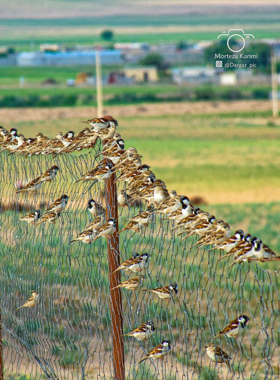 Ø¯Ø³ØªÙ‡ Ø§Ø² Ù¾Ø±Ù†Ø¯Ú¯Ø§Ù†