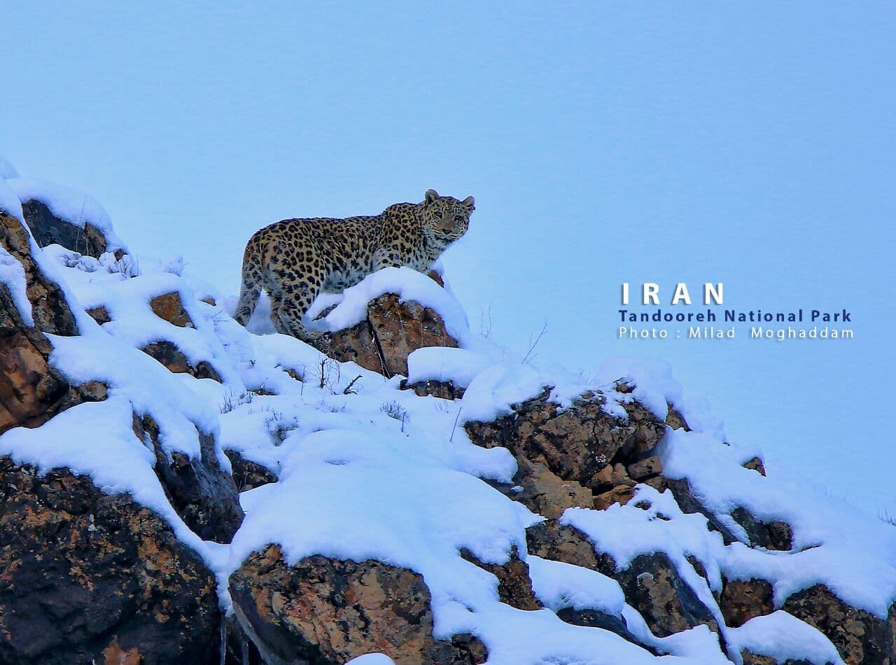 Ø²ÛŒØ¨Ø§ÛŒ Ø¨ÛŒ Ù‡Ù…ØªØ§ÛŒ Ù¾Ø§Ø±Ú© Ù…Ù„ÛŒ ØªÙ†Ø¯ÙˆØ±Ù‡ 