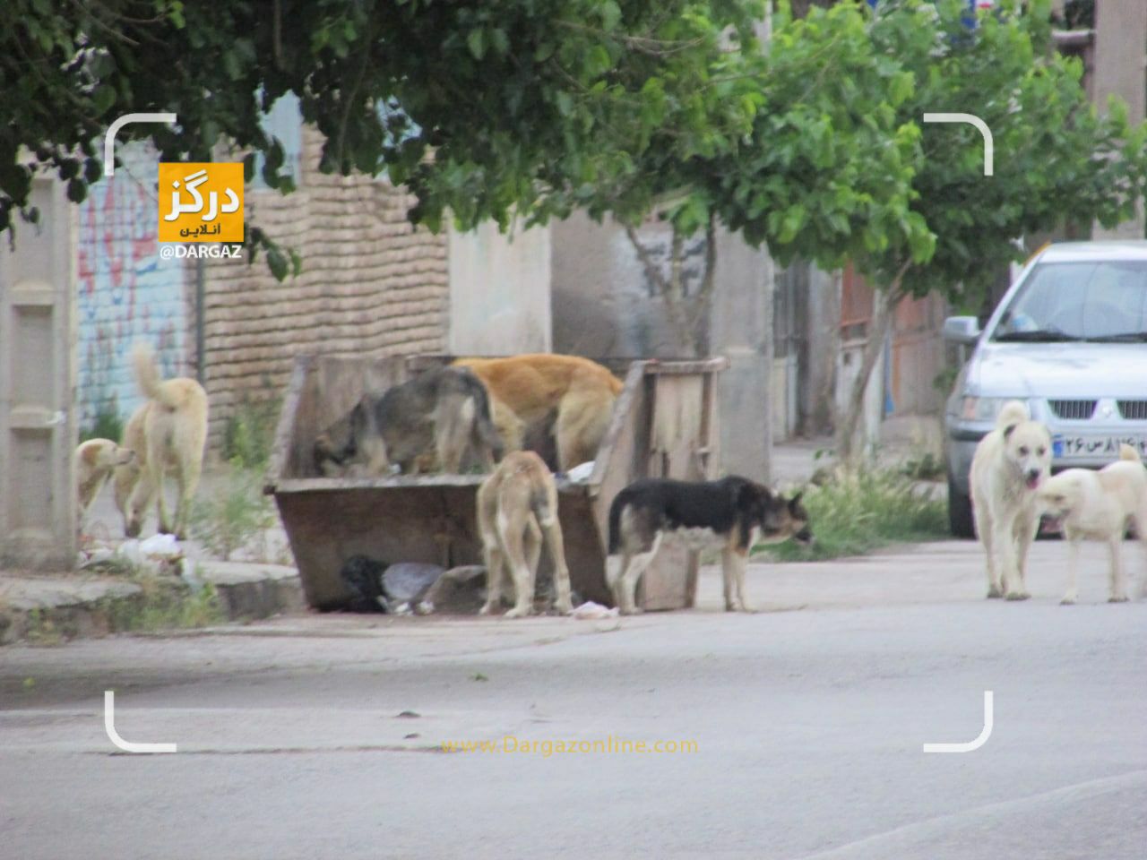 Ù¾Ø±Ø³Ù‡ Ø³Ú¯ Ù‡Ø§ÛŒ ÙˆÙ„Ú¯Ø±Ø¯ Ø¯Ø± Ø³Ø·Ø­ Ø´Ù‡Ø± 