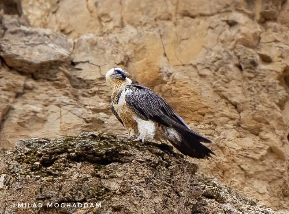 ðŸ“¸ Ù‡Ù…Ø§ - Ù¾Ø§Ø±Ú© Ù…Ù„ÛŒ ØªÙ†Ø¯ÙˆØ±Ù‡ Ø¹Ú©Ø§Ø³ 